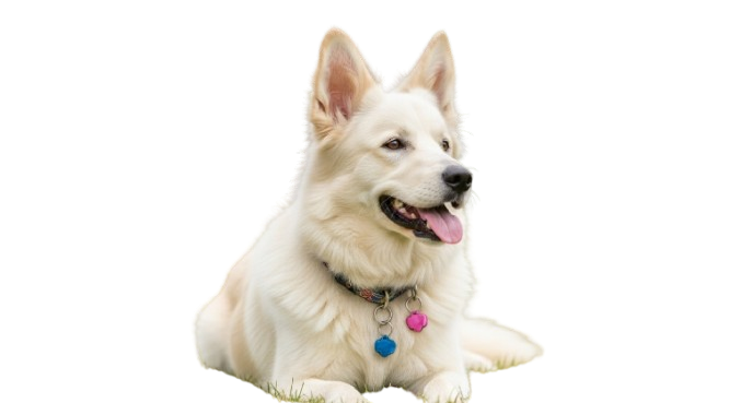 image fx 3 removebg preview